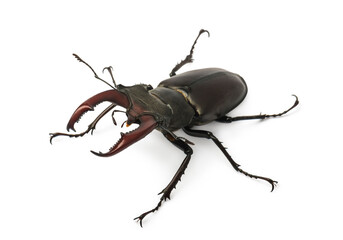 Stag beetle isolated on white background (Lucanus Cervus)