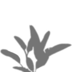 Plant shadow overlay.