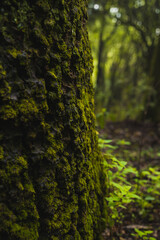 Texture of branches, wood, moss and bark of trees, mushrooms.