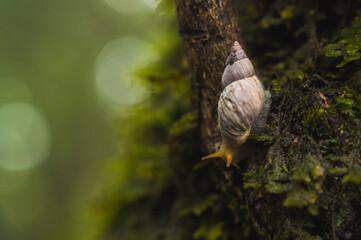 Small forest snail advancing on the moss.