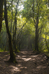 Trees with moss in the middle of the forest, the mist generates mysticism, the rays of light enter between the branches.