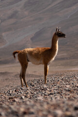 llama
