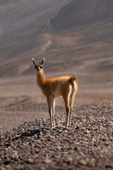 llama in the desert