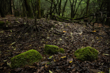 Trees with moss in the middle of the forest, the mist generates mysticism, the rays of light enter between the branches.