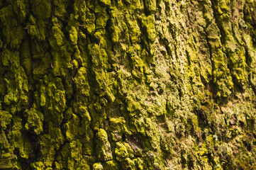 Texture of branches, wood, moss and bark of trees, mushrooms.
