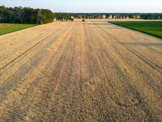 Luftaufnahme eines Getreidefeldes mit Triticale - 622034020