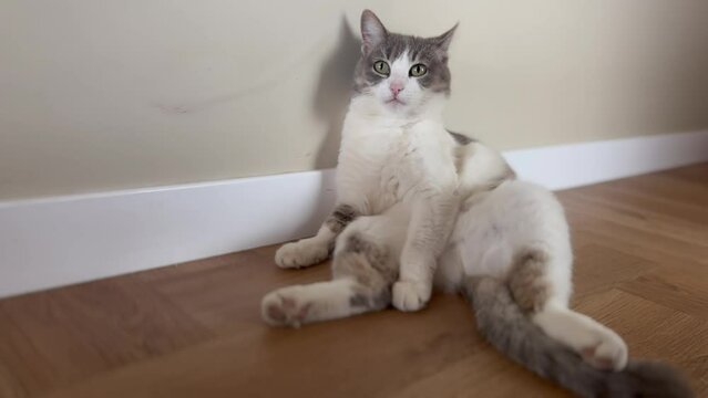 funny cat sits like a human. white gray cat sits against the wall in the corridor in the pose of a man. cat funny video sitting looking at lifestyle the camera