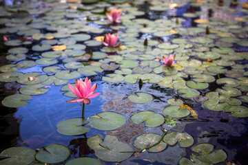 Pink water lilies in pond tightened the surface of the water. Nymphaeaceae is a family of flowering...