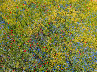 Luftaufnahme einer Blumenwiese - 622034279