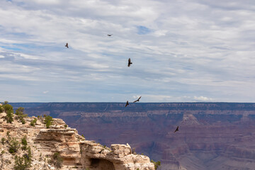 Flock of California Condors flying over South Rim of Grand Canyon National Park, Arizona, USA....