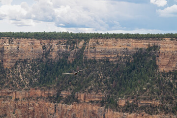 California Condor (Gymnogyps californianus) flying over South Rim of Grand Canyon National Park,...