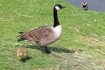 Goose and goslings on the grass	
