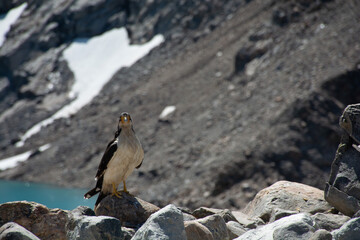 eagle