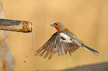 Bird drinking from the fountain