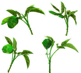 young sprout of a rose bush with leaves on a white background. set, collection