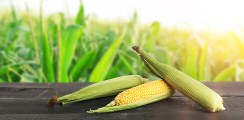 Ripe corn cobs on table in field