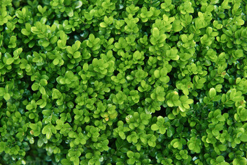 Boxwood evergreen leaves close-up. Natural green background.