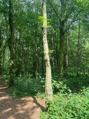 Walking in the wood, forest in UK in summer, beautiful nature