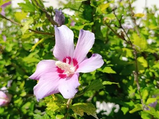 pink and white flowers