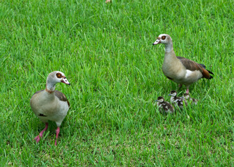 Male and female Egyptian geese with dark brown, light brown, and white coloring keep a close watch on their three babies in green grass.