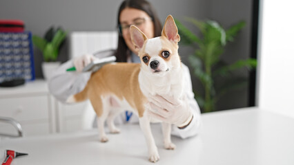 Young hispanic woman with chihuahua dog veterinarian brushing dog hair at veterinary clinic