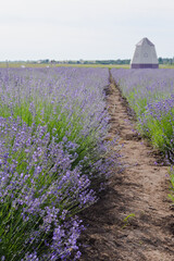 lavender field in region