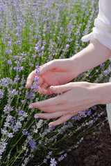 hands of a person with lavender flowers