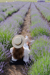 woman in straw hat laying down in a lavender field