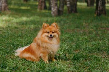 Spitz dog sits on the green grass in the park. Red Spitz on a walk.