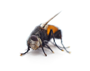One big fly.