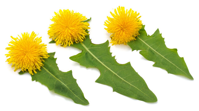 Dandelion with leaves.