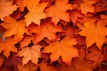 Background from a pile of maple leaves.