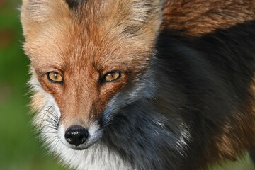 Red fox Vulpes vulpes in the wild