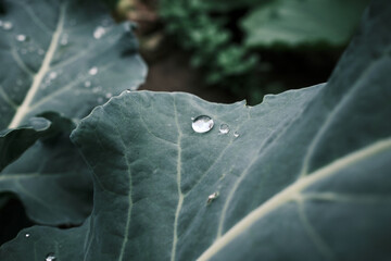 water drops on green leaf and dark background, macro shot