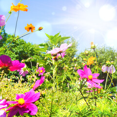 Beautiful flower meadow with cosmos flowers in pink and white - field of flowers in summer - enjoy holidays in the garden