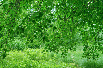 Green natural background with linden branches in the foreground. Park landscape in summer.