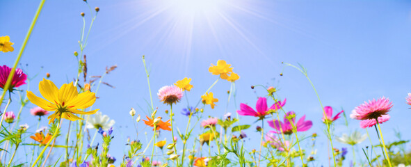 Beautiful flower meadow with wildflowers in the sun and blue sky - A glorious day