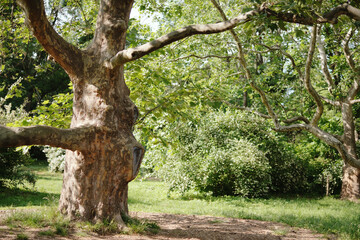 Fototapeta na wymiar Trunk of an old large plane tree in the park in summer.