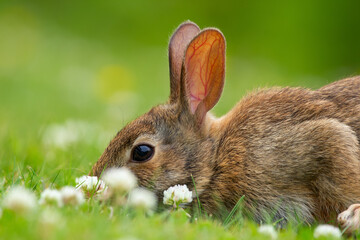 European rabbit is sitting on the green grass and eating clover.