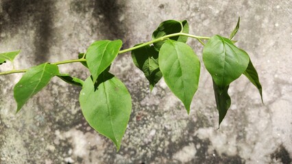 A branch of a tree with leaves