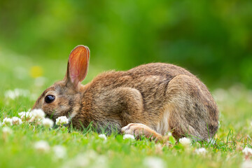 European rabbit is sitting on the green grass and eating clover.
