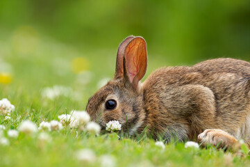 European rabbit is sitting on the green grass and eating clover.