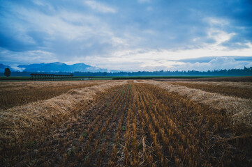 Naklejka na ściany i meble View of a beautiful farmland of harvested wheat fields