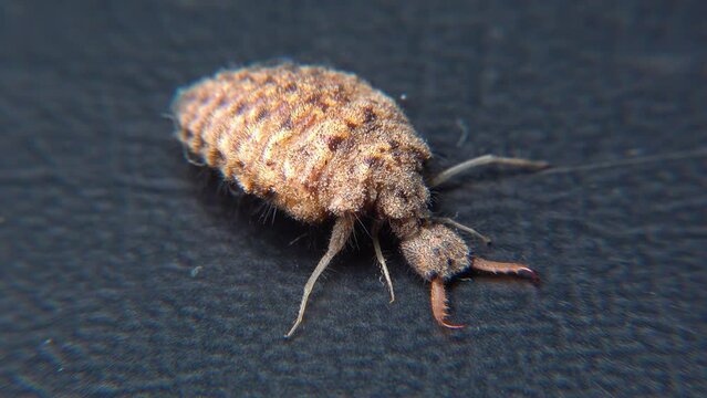 Antlion Larva (Myrmeleon formicarius), brown hairy insect larva on a black background