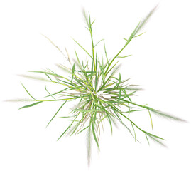 Top view of wild grass
