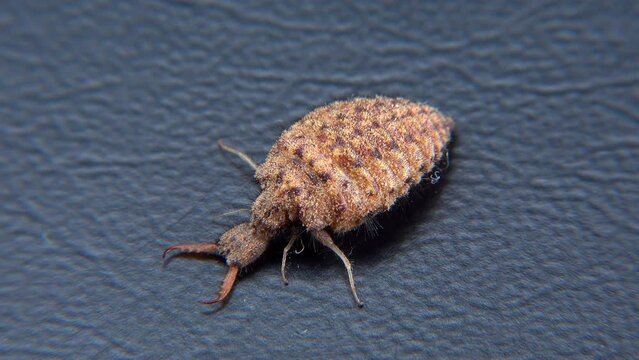 Antlion Larva (Myrmeleon formicarius), brown hairy insect larva on a black background