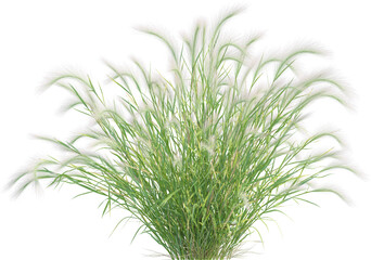 Side view of wild grass