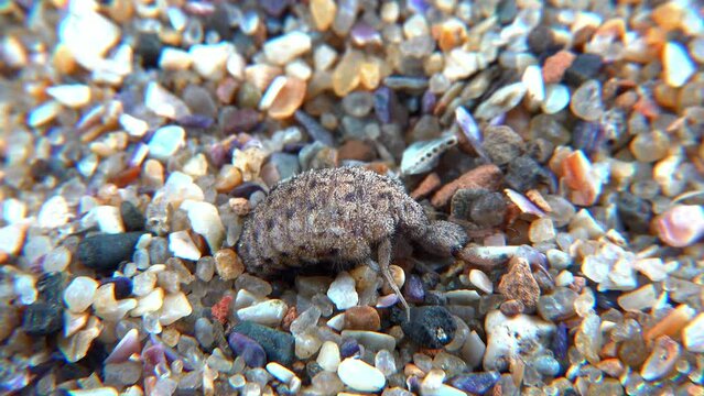 Antlion Larva (Myrmeleon formicarius), brown hairy insect larva burrows into the sand