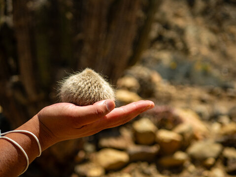 Copao del desierto, Chile