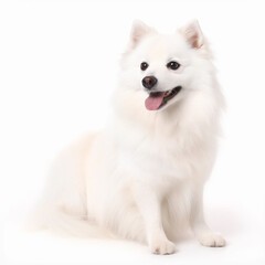 Japanese spitz dog close up portrait isolated on white background. Cute pet, loyal friend, good companion, generative AI